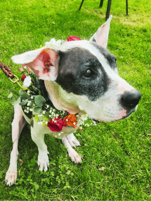 Floral Dog Collar