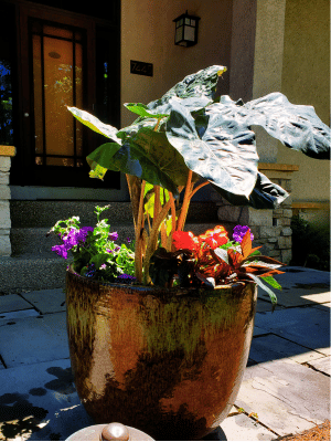 Summer Planter